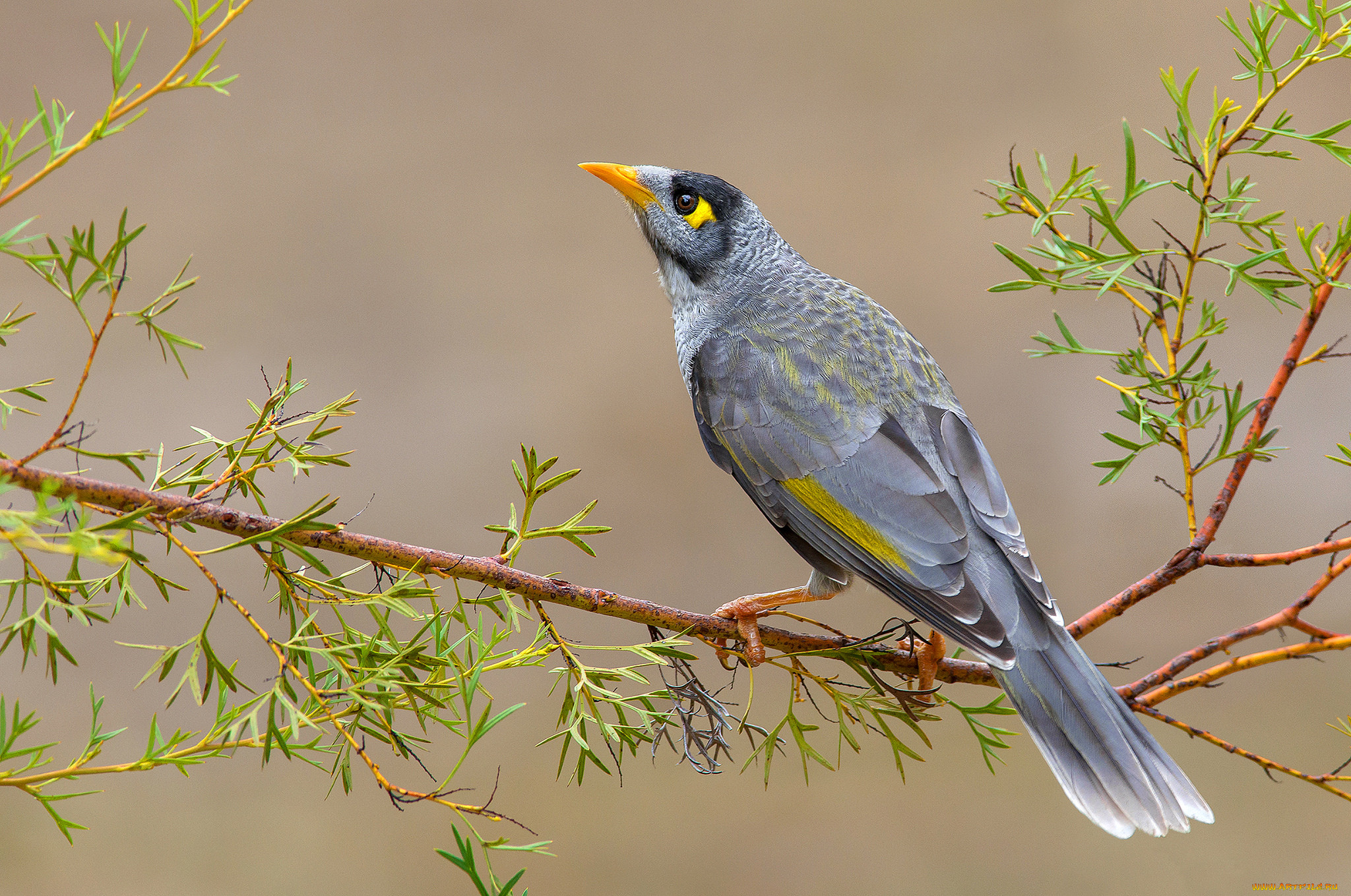 noisy miner, , , 